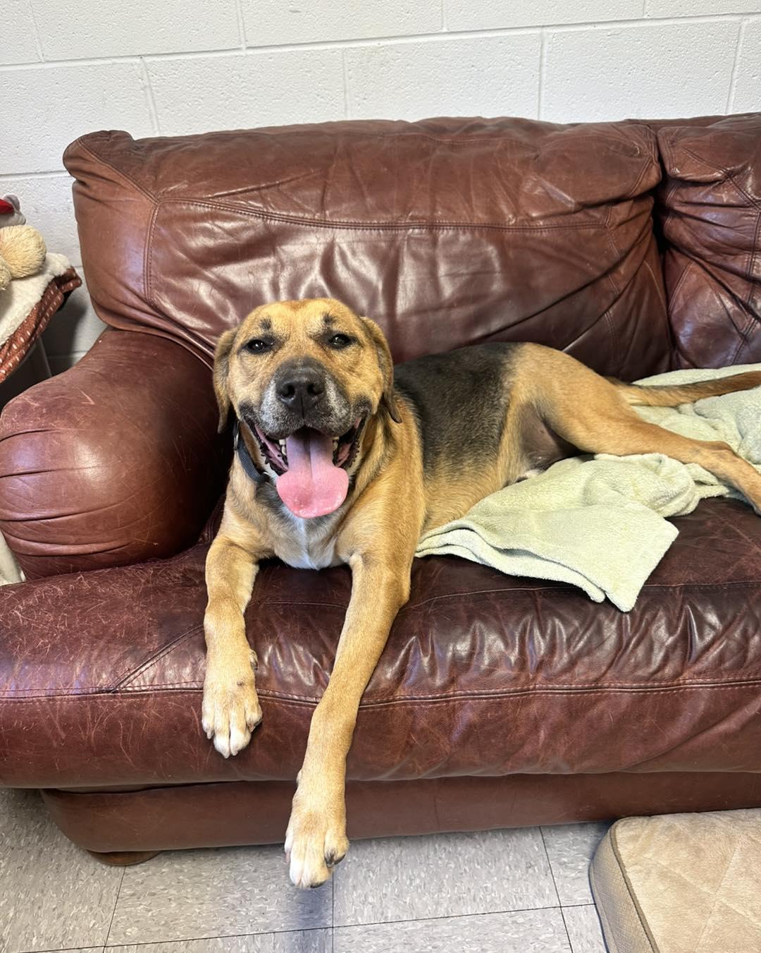 Pumba, an adoptable Mixed Breed in North Myrtle Beach, SC, 29582 | Photo Image 3