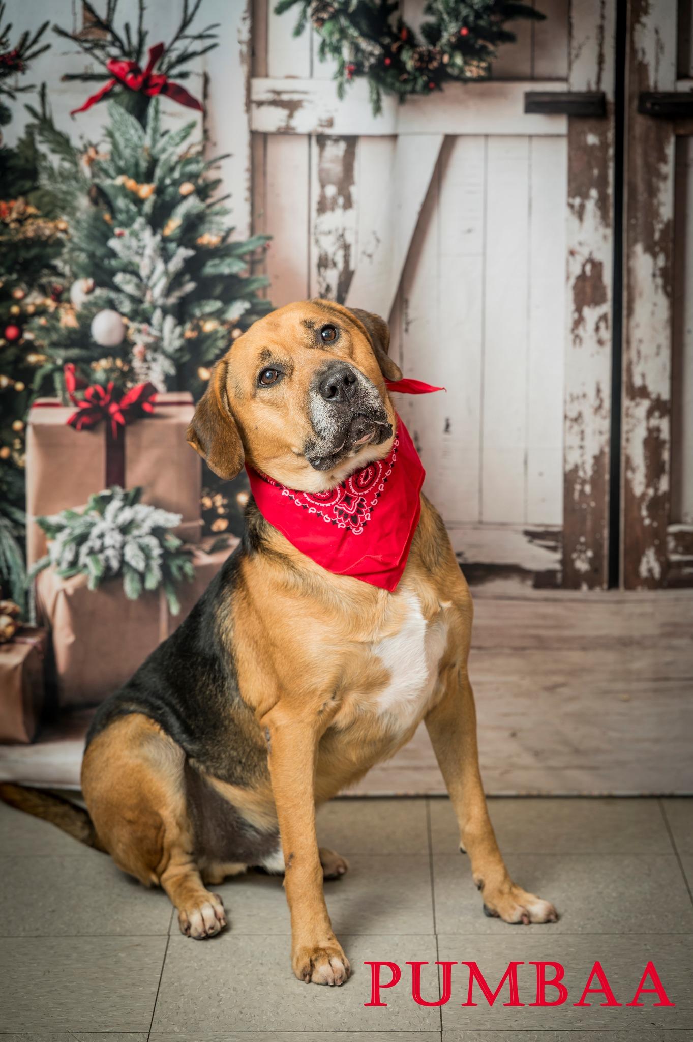 Enlarge Pumbaa, a Adoptable Mixed Breed in North Myrtle Beach, SC image 1/6