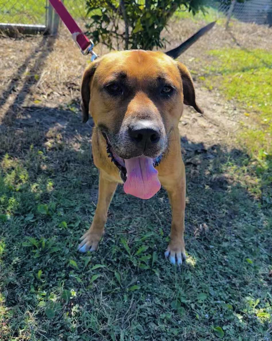 Pumba, an adoptable Mixed Breed in North Myrtle Beach, SC, 29582 | Photo Image 6