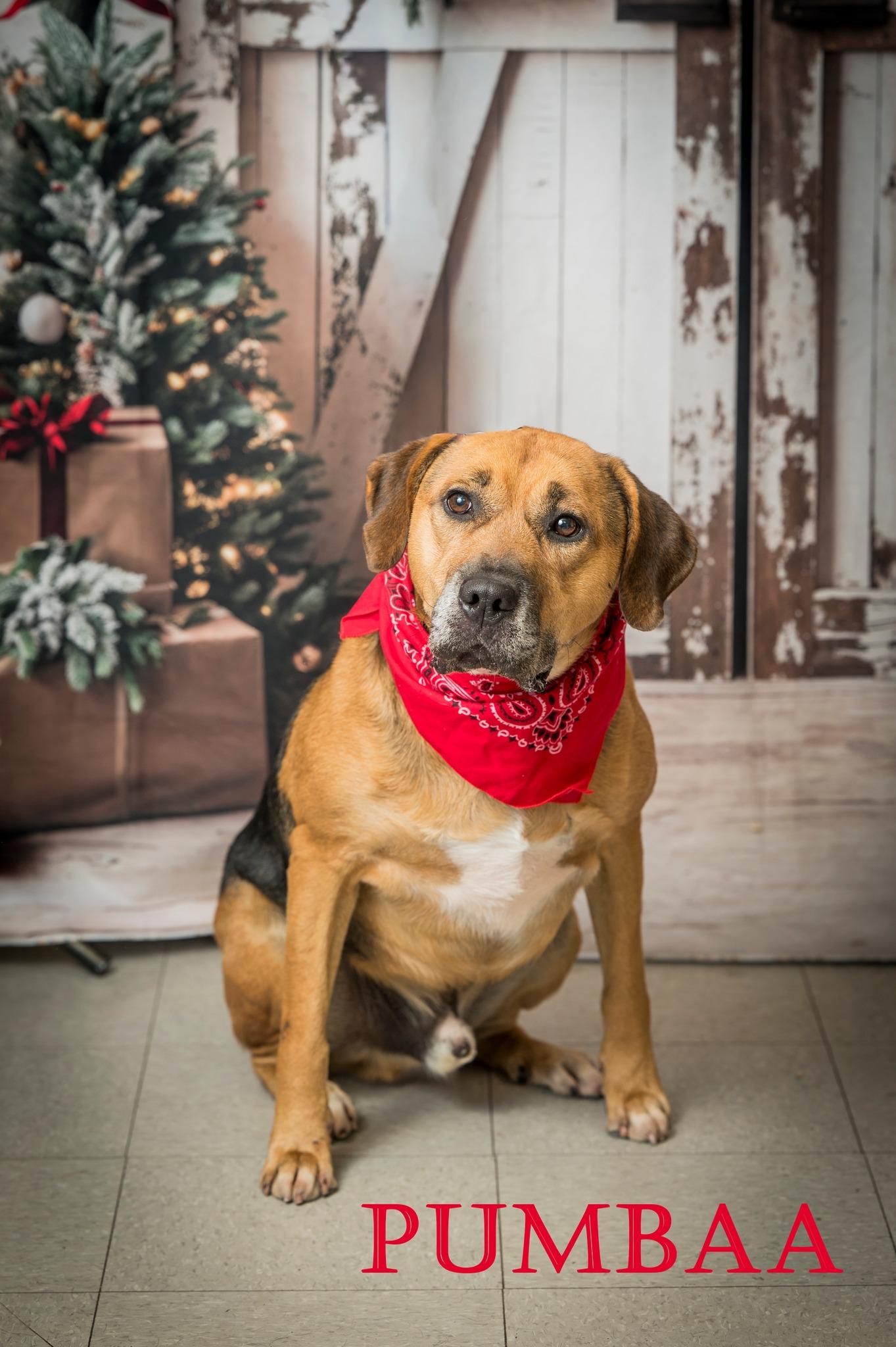 Enlarge Pumbaa, a Adoptable Mixed Breed in North Myrtle Beach, SC image 2/6