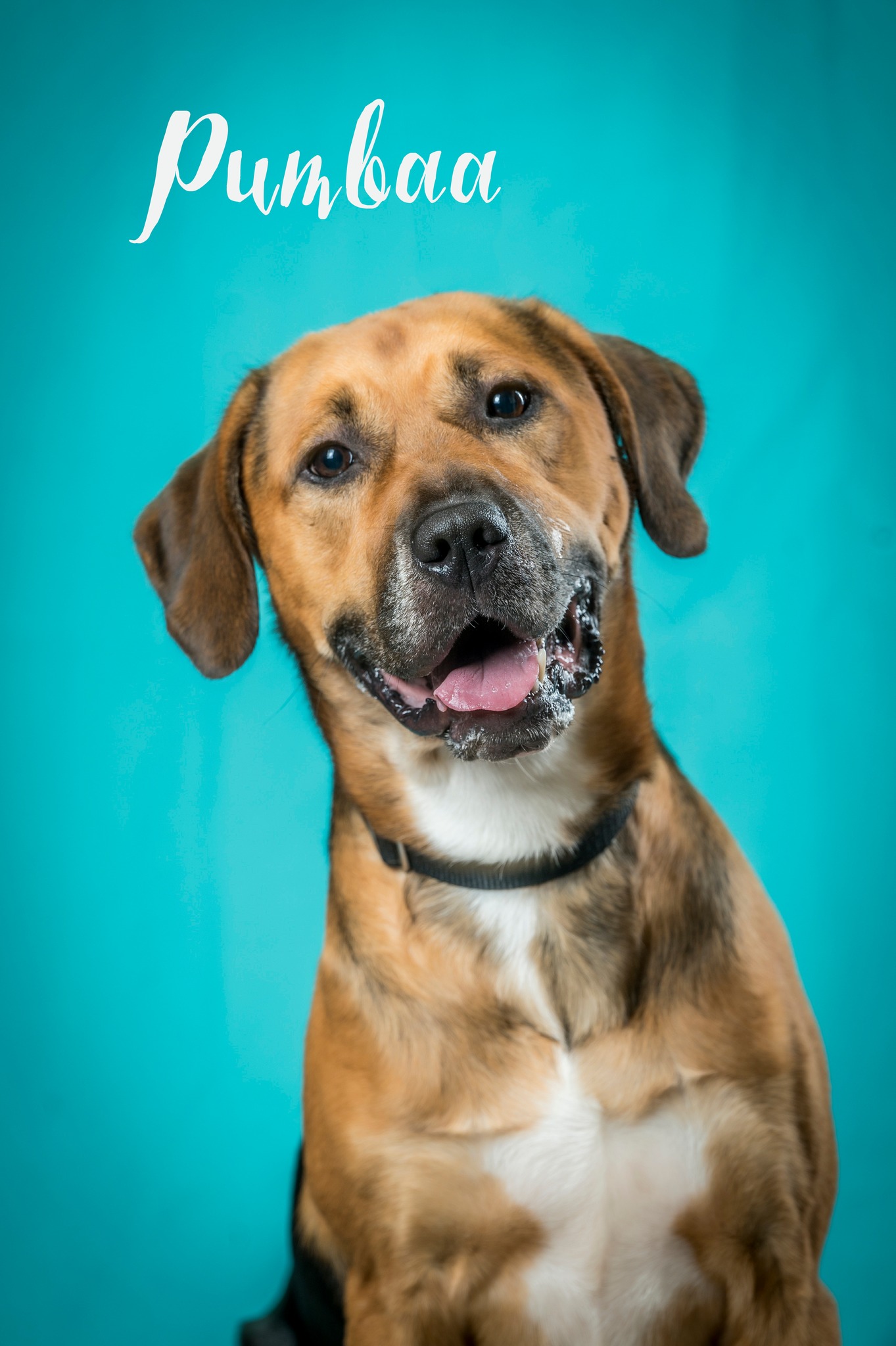 Enlarge Pumbaa, a Adoptable Mixed Breed in North Myrtle Beach, SC image 3/6