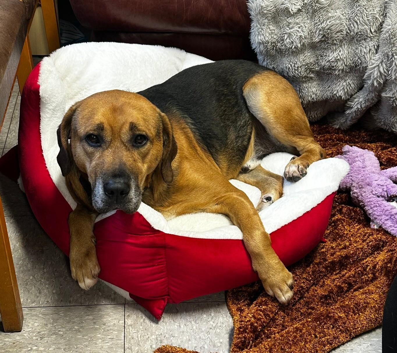 Enlarge Pumbaa, a Adoptable Mixed Breed in North Myrtle Beach, SC image 3/6