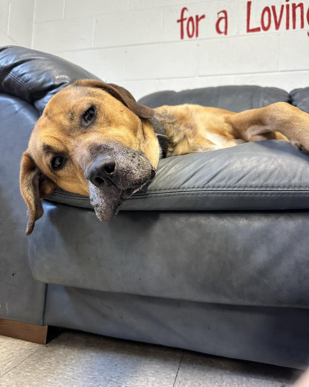 Pumba, an adoptable Mixed Breed in North Myrtle Beach, SC, 29582 | Photo Image 4