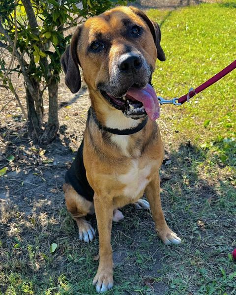 Enlarge Pumbaa, a Adoptable Mixed Breed in North Myrtle Beach, SC image 6/6