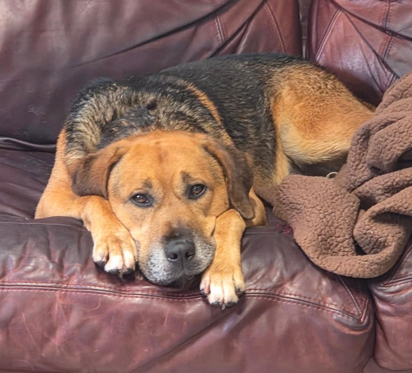 Enlarge Pumbaa, an adopted Mixed Breed in North Myrtle Beach, SC image 2/6