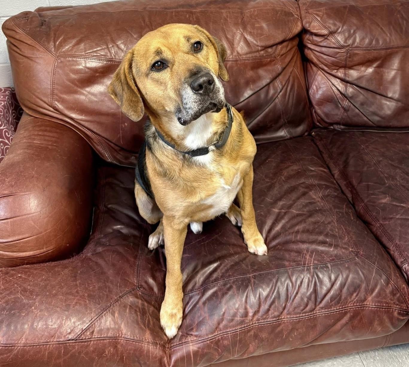 Enlarge Pumbaa, a Adoptable Mixed Breed in North Myrtle Beach, SC image 3/6