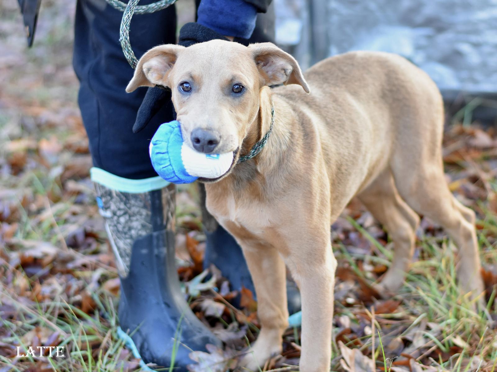 Enlarge Latte, an adoptable mixed breed in Orange, CT image 3/5
