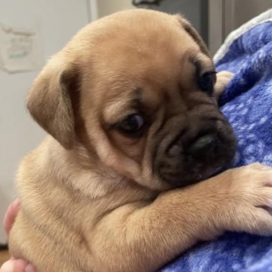 Delaney, ADOPTABLE, Puppy Female Pug.