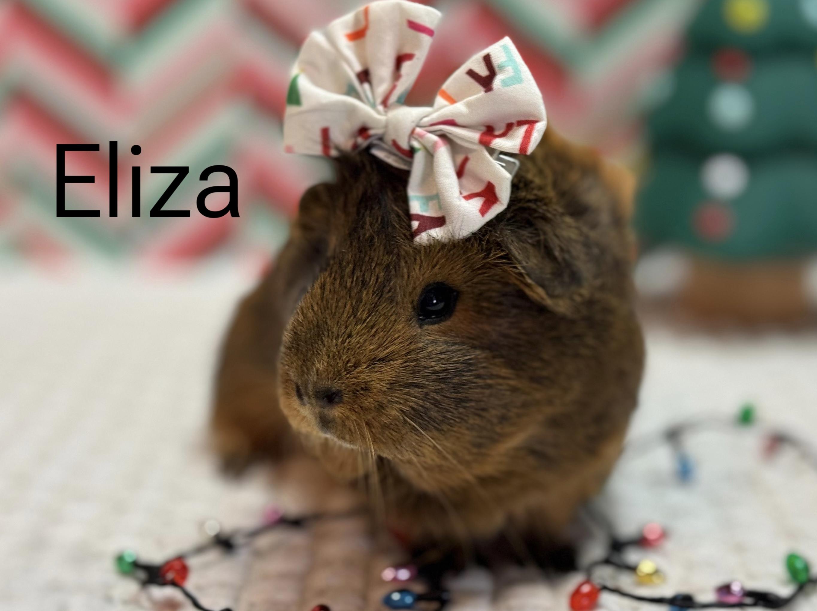 Enlarge Eliza, an adopted Guinea Pig in Knoxville, TN image 1/1