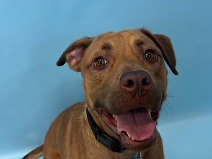 Bernard, Adoptable, Young Male Pit Bull Terrier & Mixed Breed.