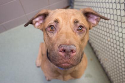 Bernard, Adoptable, Young Male Pit Bull Terrier & Mixed Breed.