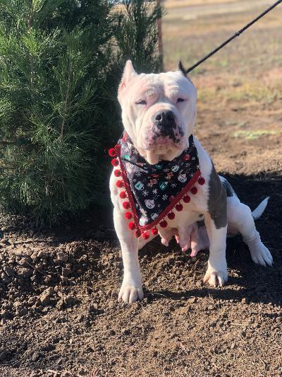 Enlarge Flossy, an adopted Pit Bull Terrier in Lubbock, TX image 1/1