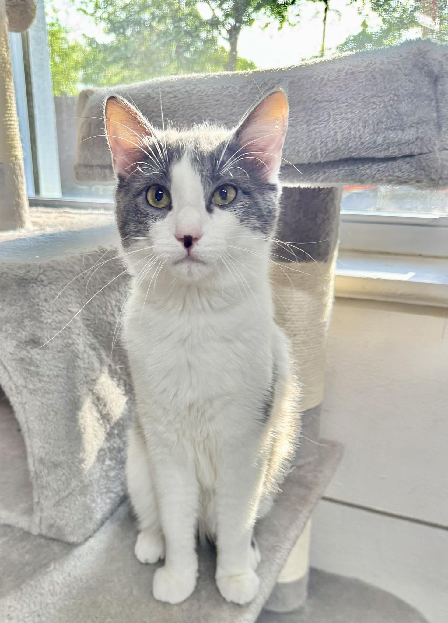Enlarge Cloud, a ADOPTABLE Domestic Short Hair in Webster, NY image 1/1