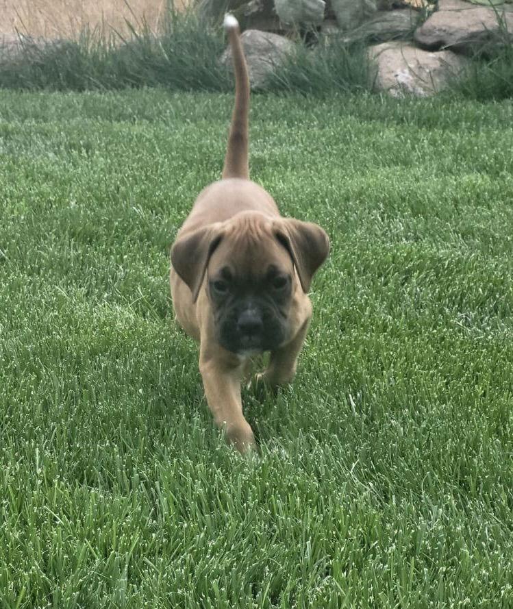 Kitty, Adopted, Young Female Boxer.