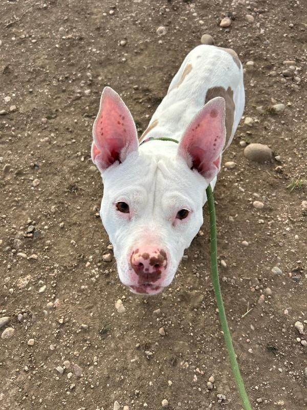 Enlarge Millie, a Adoptable mixed breed in Fort Collins, CO image 2/6