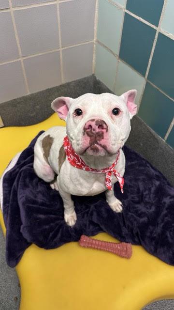 Enlarge Millie, a Adoptable mixed breed in Fort Collins, CO image 3/6