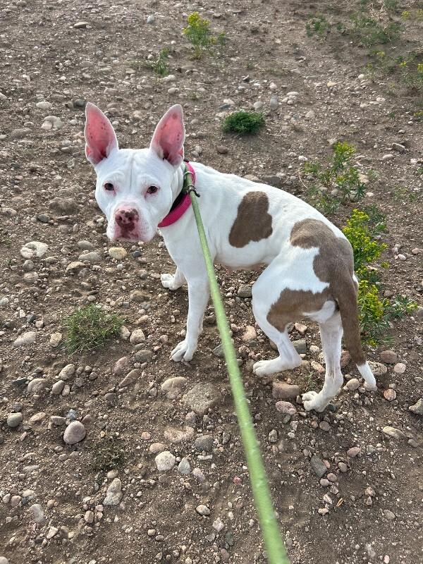 Enlarge Millie, a Adoptable mixed breed in Fort Collins, CO image 4/6