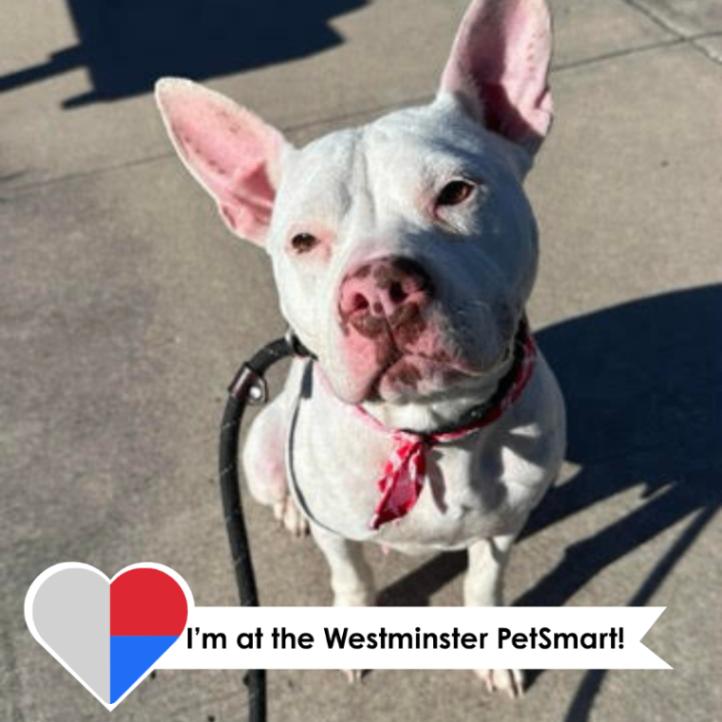 Enlarge Millie, a Adoptable mixed breed in Fort Collins, CO image 5/6