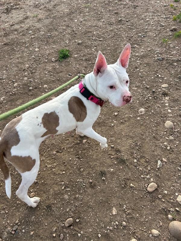 Enlarge Millie, a Adoptable mixed breed in Fort Collins, CO image 6/6