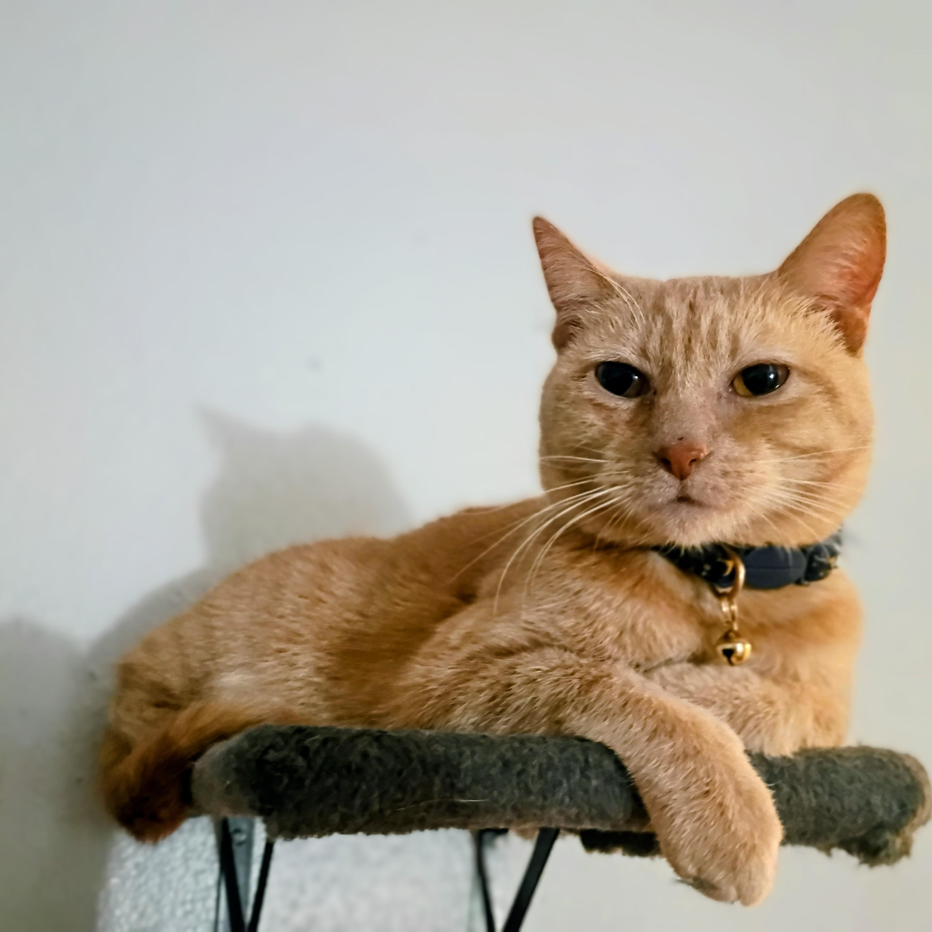 Olivia, ADOPTABLE, Young Female Domestic Short Hair.