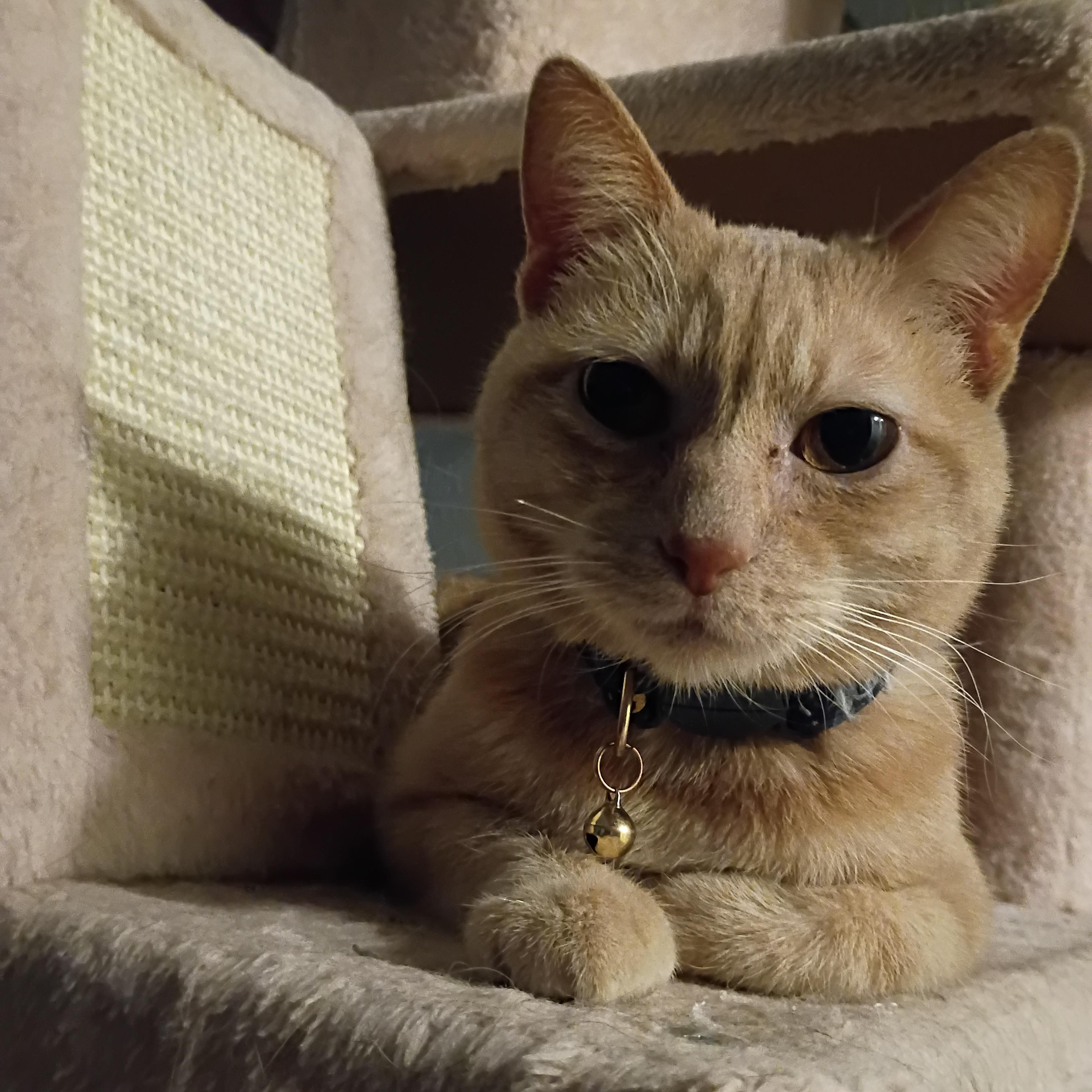 Enlarge Olivia, a ADOPTABLE Domestic Short Hair in Pocatello, ID image 3/6