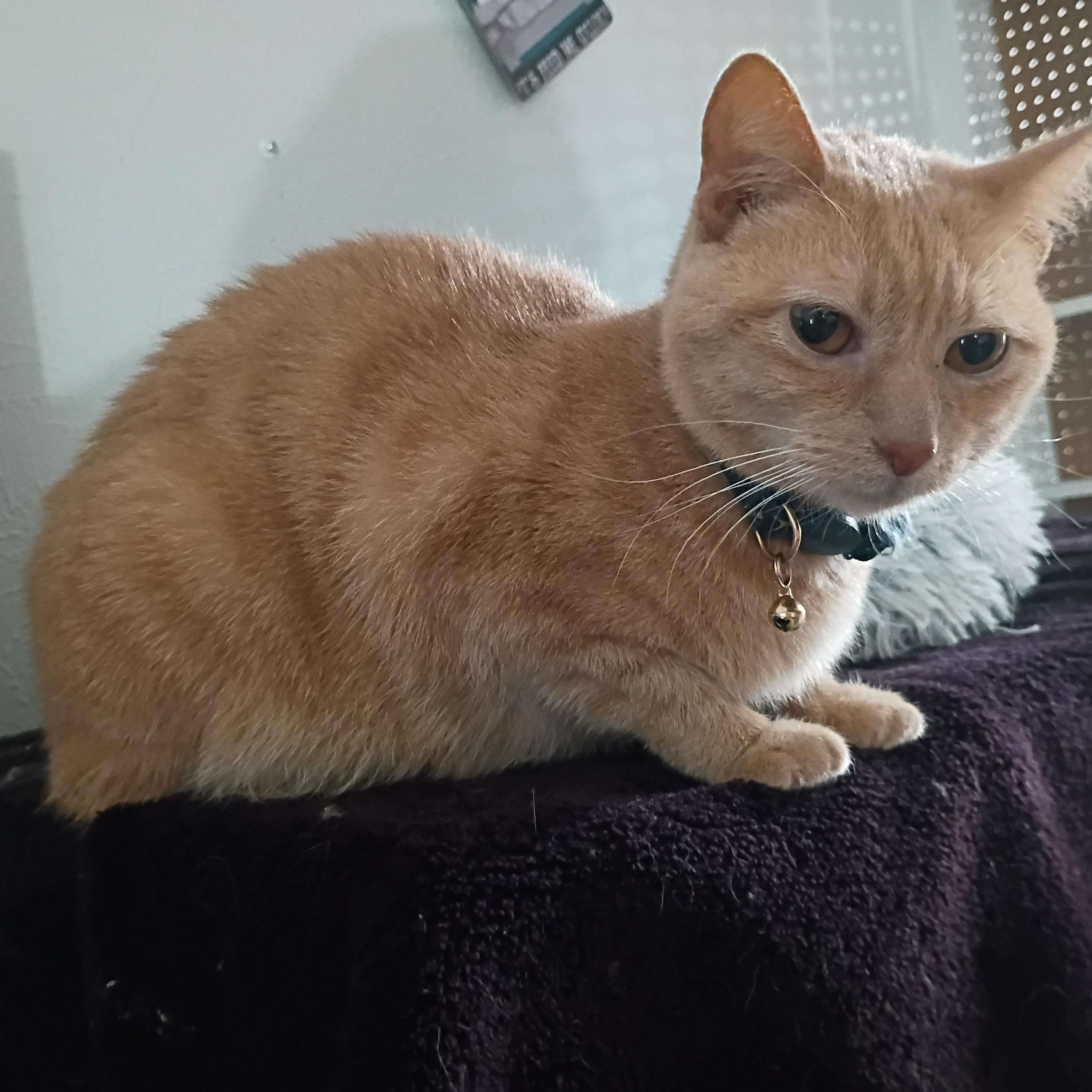 Enlarge Olivia, a ADOPTABLE Domestic Short Hair in Pocatello, ID image 2/5