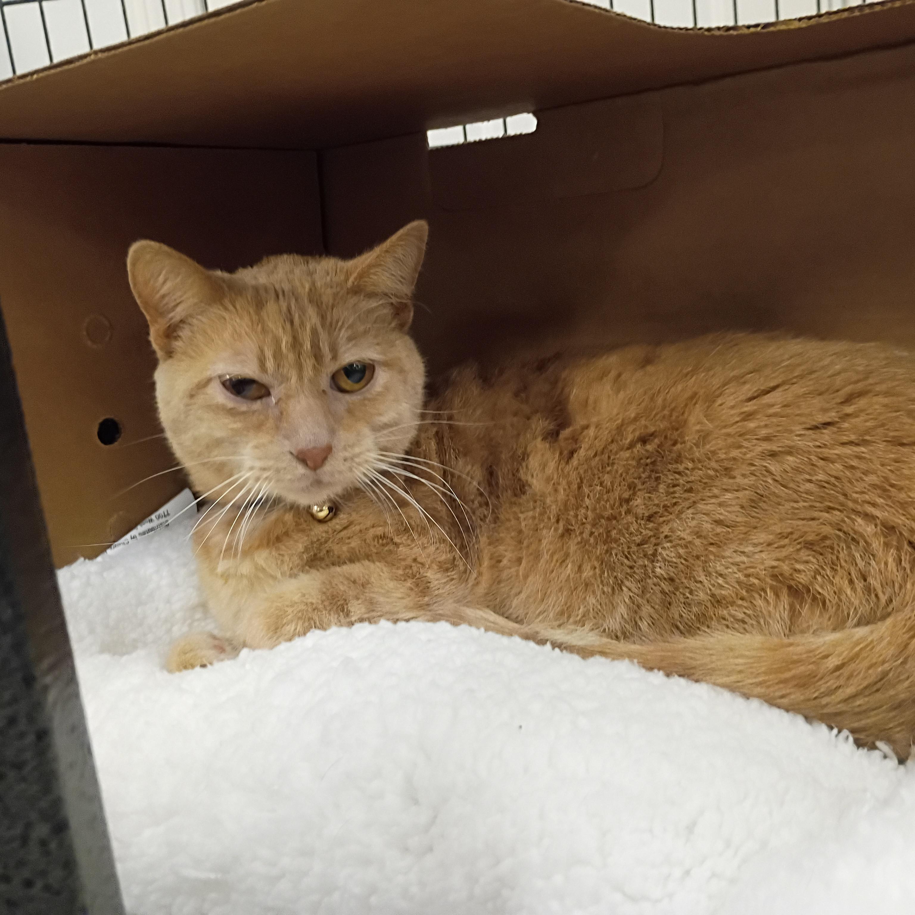 Enlarge Olivia, a ADOPTABLE Domestic Short Hair in Pocatello, ID image 3/5