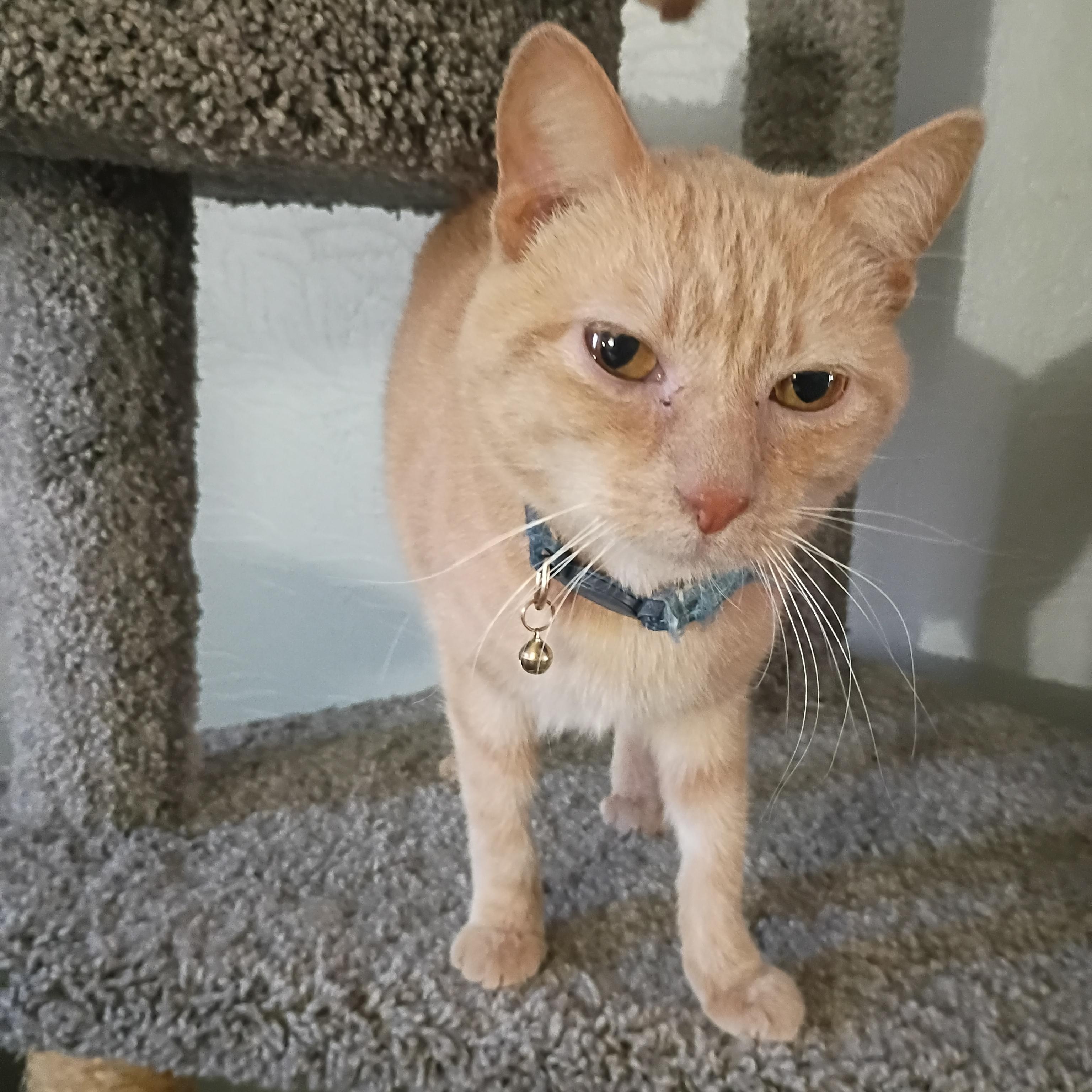 Enlarge Olivia, a ADOPTABLE Domestic Short Hair in Pocatello, ID image 4/5