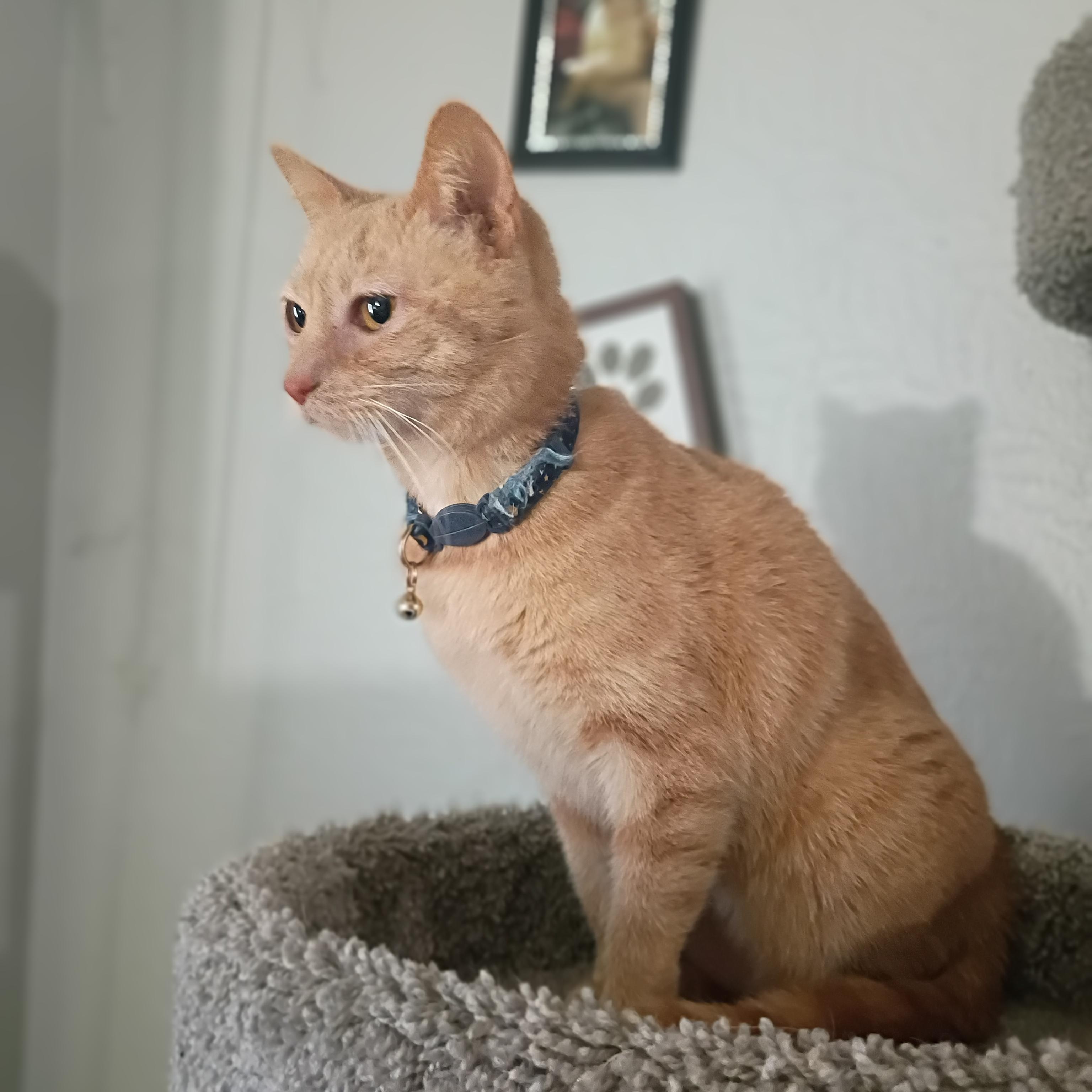 Enlarge Olivia, a ADOPTABLE Domestic Short Hair in Pocatello, ID image 5/5