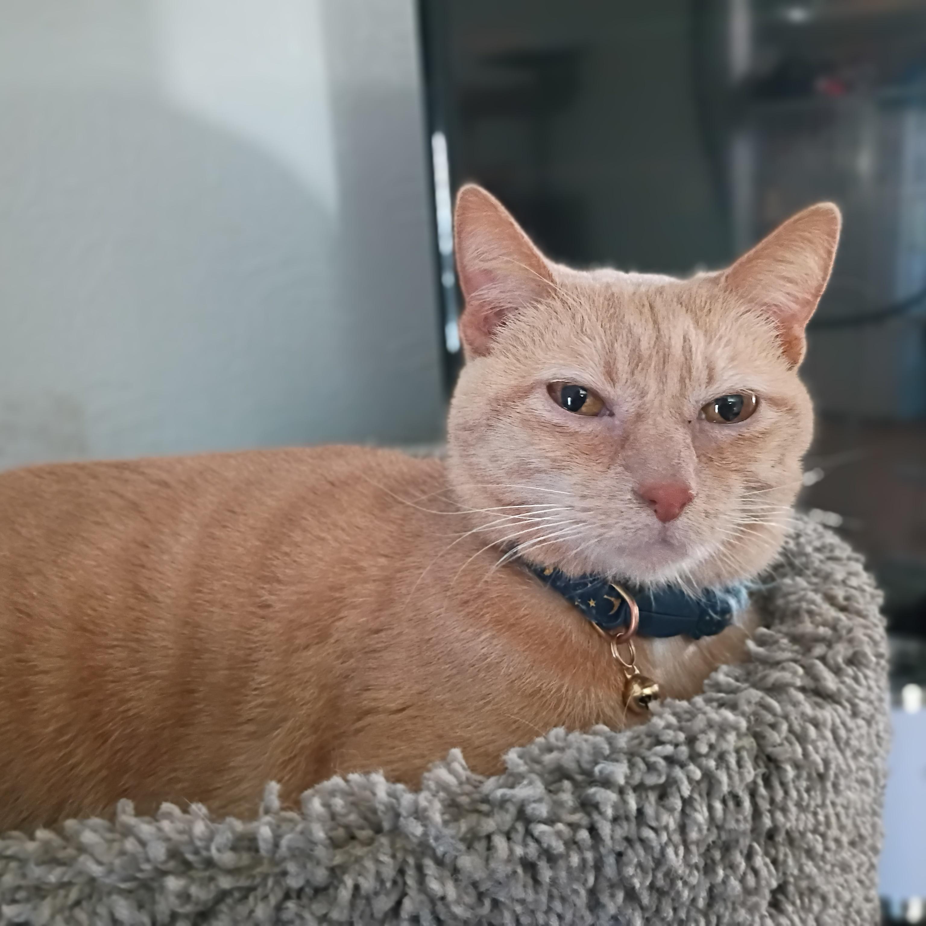 Olivia, ADOPTABLE, Adult Female Domestic Short Hair.