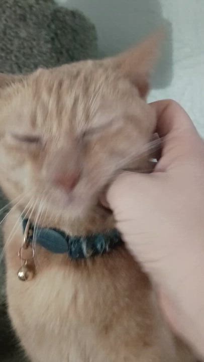 Enlarge Olivia, a ADOPTABLE Domestic Short Hair in Pocatello, ID video 5/6