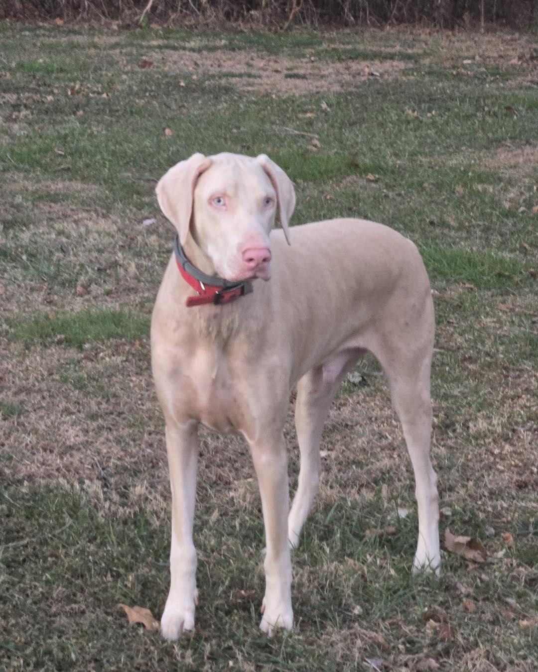 Rigby , ADOPTABLE, Adult Male Doberman Pinscher.