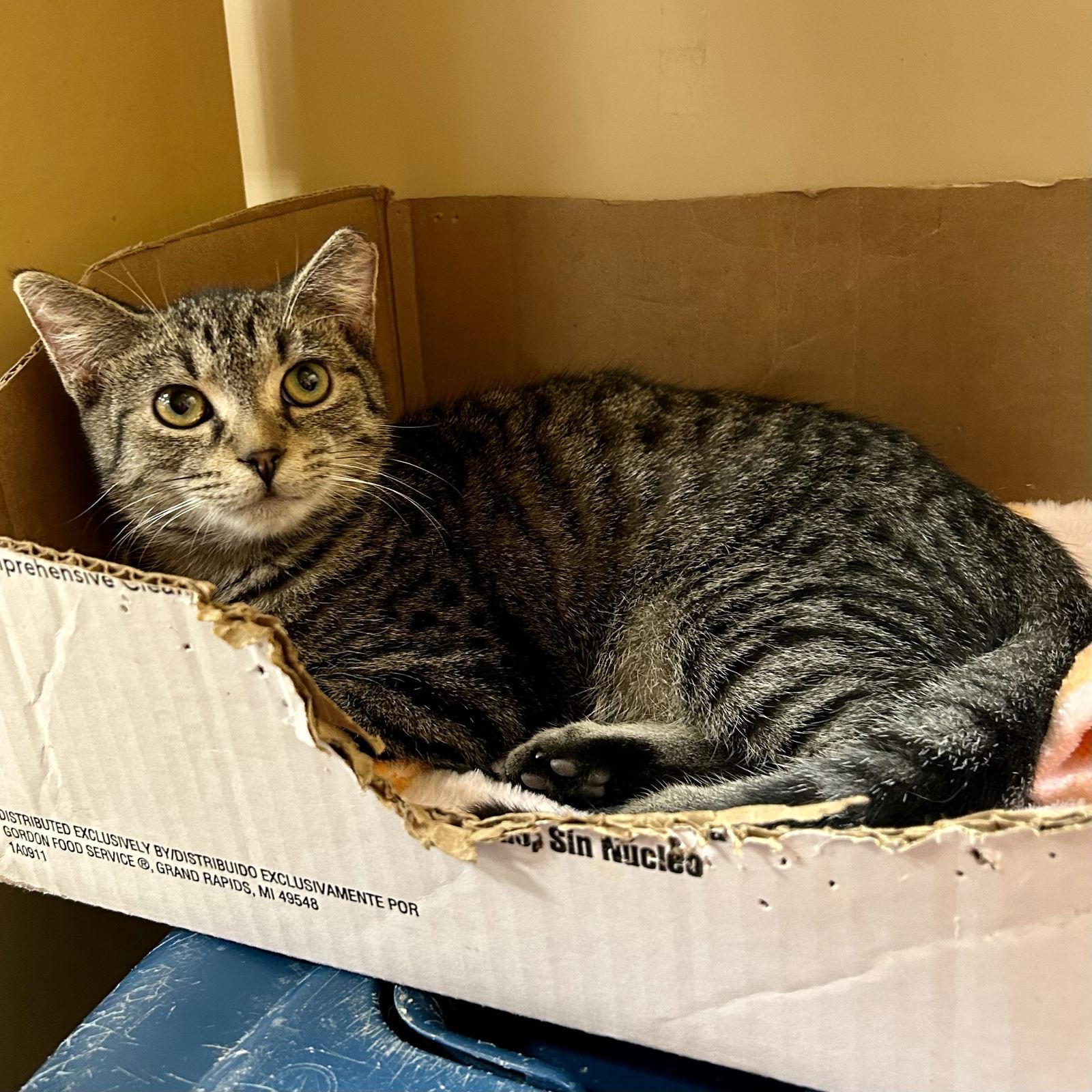 Hairball, Adopted, Kitten Male Domestic Short Hair.