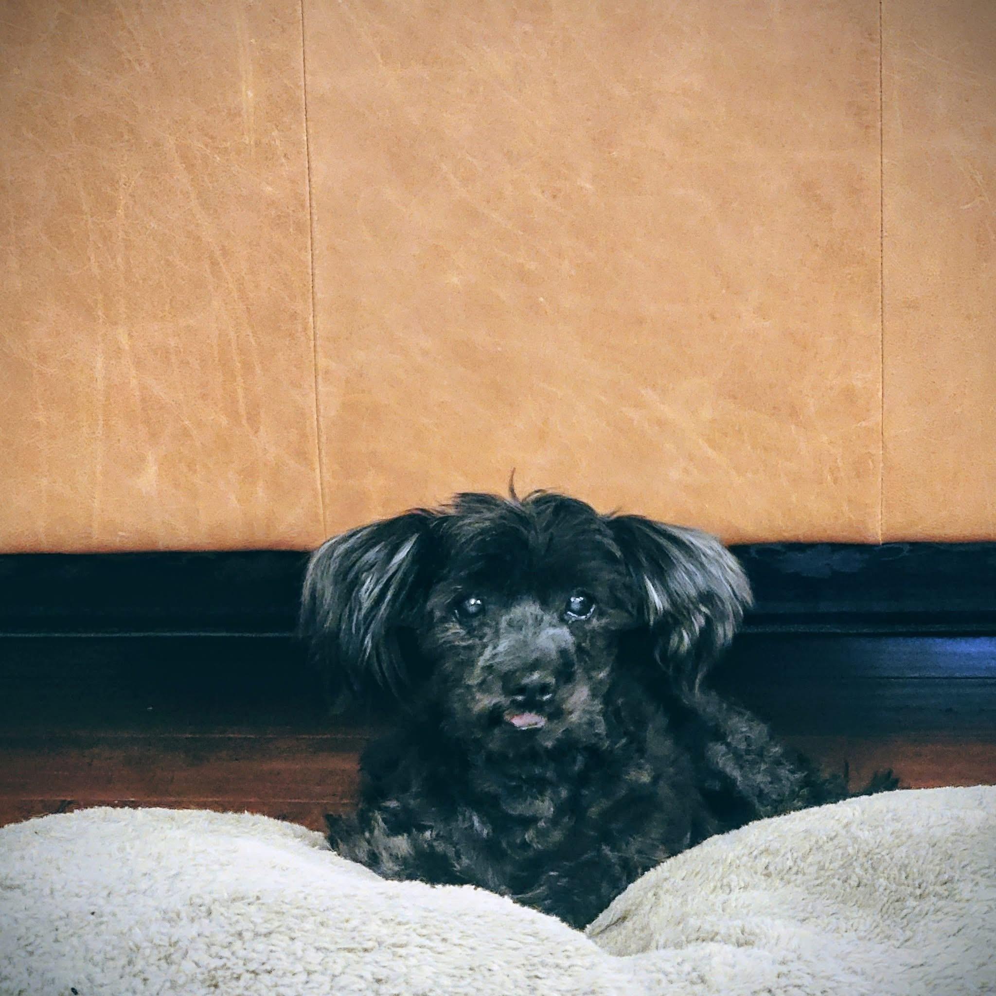 Teddy, adopted, Senior Male Terrier.