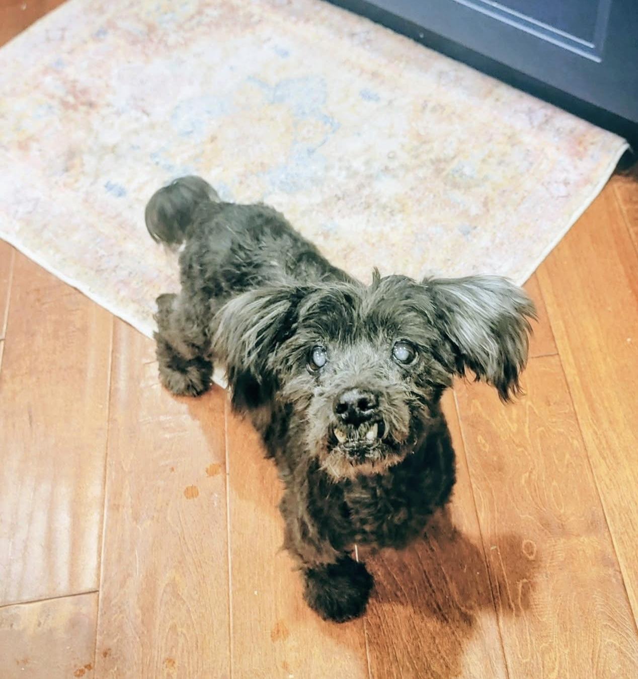 Enlarge Teddy, an adopted mixed breed in Aiken, SC image 2/2