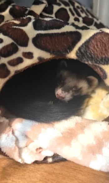 Enlarge Pabu, a Adoptable Ferret in Acworth, GA image 1/1