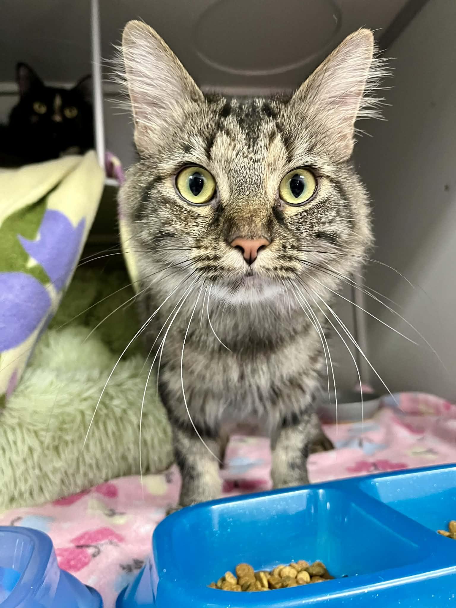 Claudia, Adoptable, Young Female Domestic Long Hair.