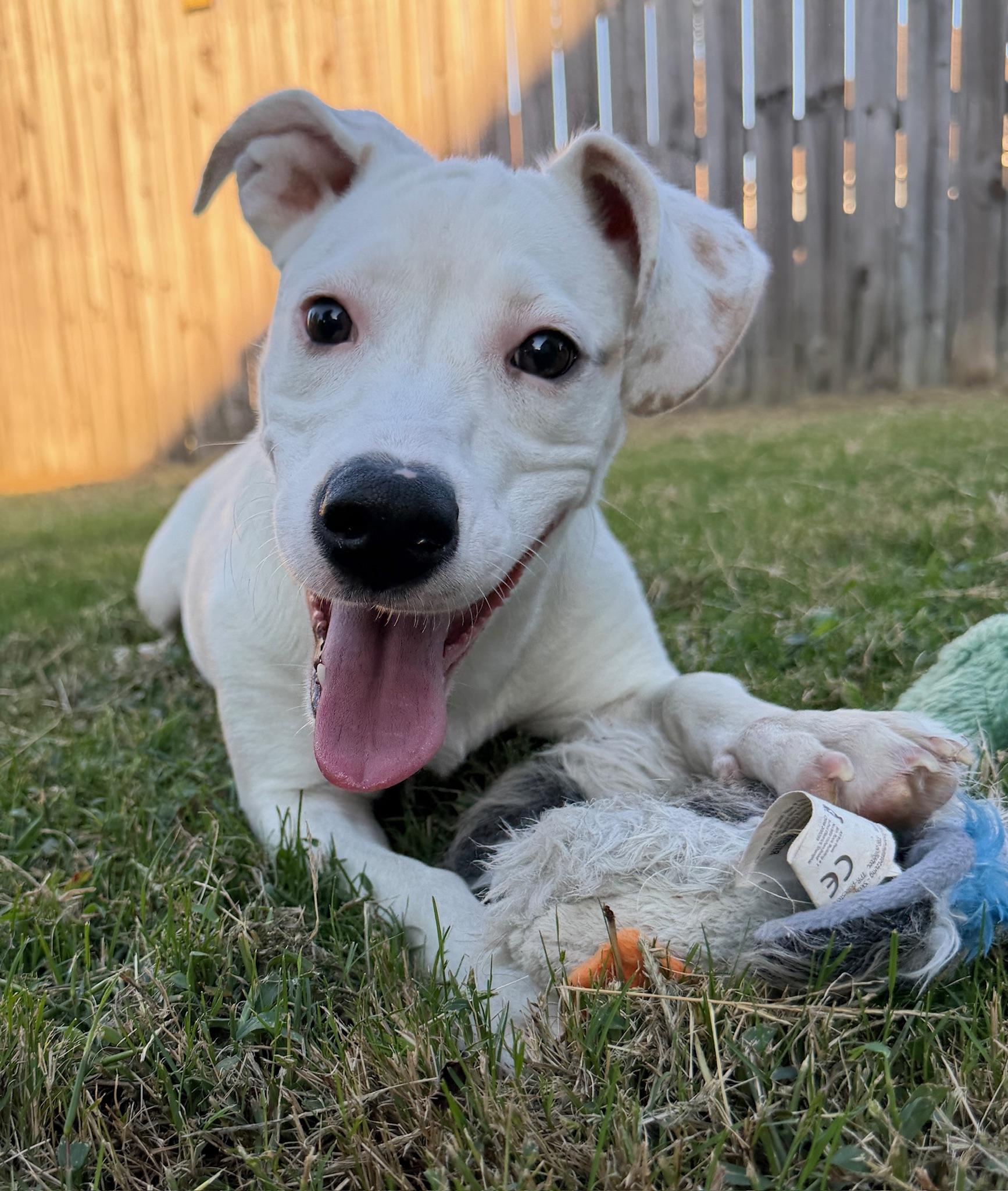 Carlie, Adoptable, Young Female Chiweenie.