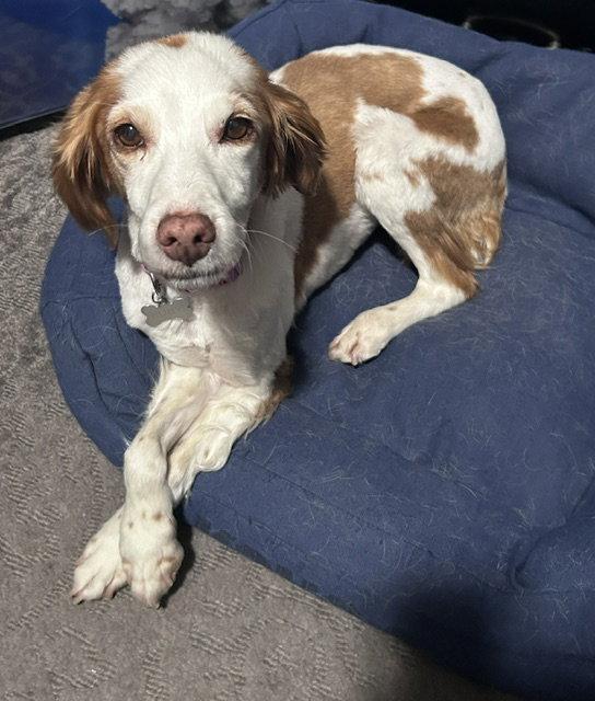 Enlarge UT/Bella, a Adoptable Brittany Spaniel in Baldwinsville, NY image 1/3