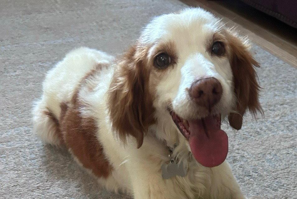 Enlarge UT/Bella, a Adoptable Brittany Spaniel in Baldwinsville, NY image 2/3
