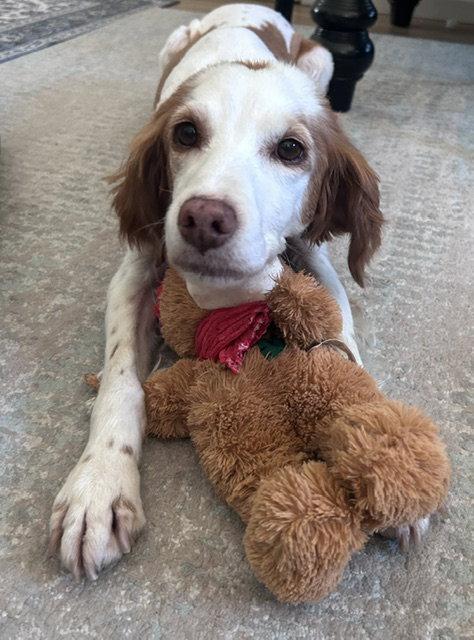 Enlarge UT/Bella, a Adoptable Brittany Spaniel in Baldwinsville, NY image 3/3
