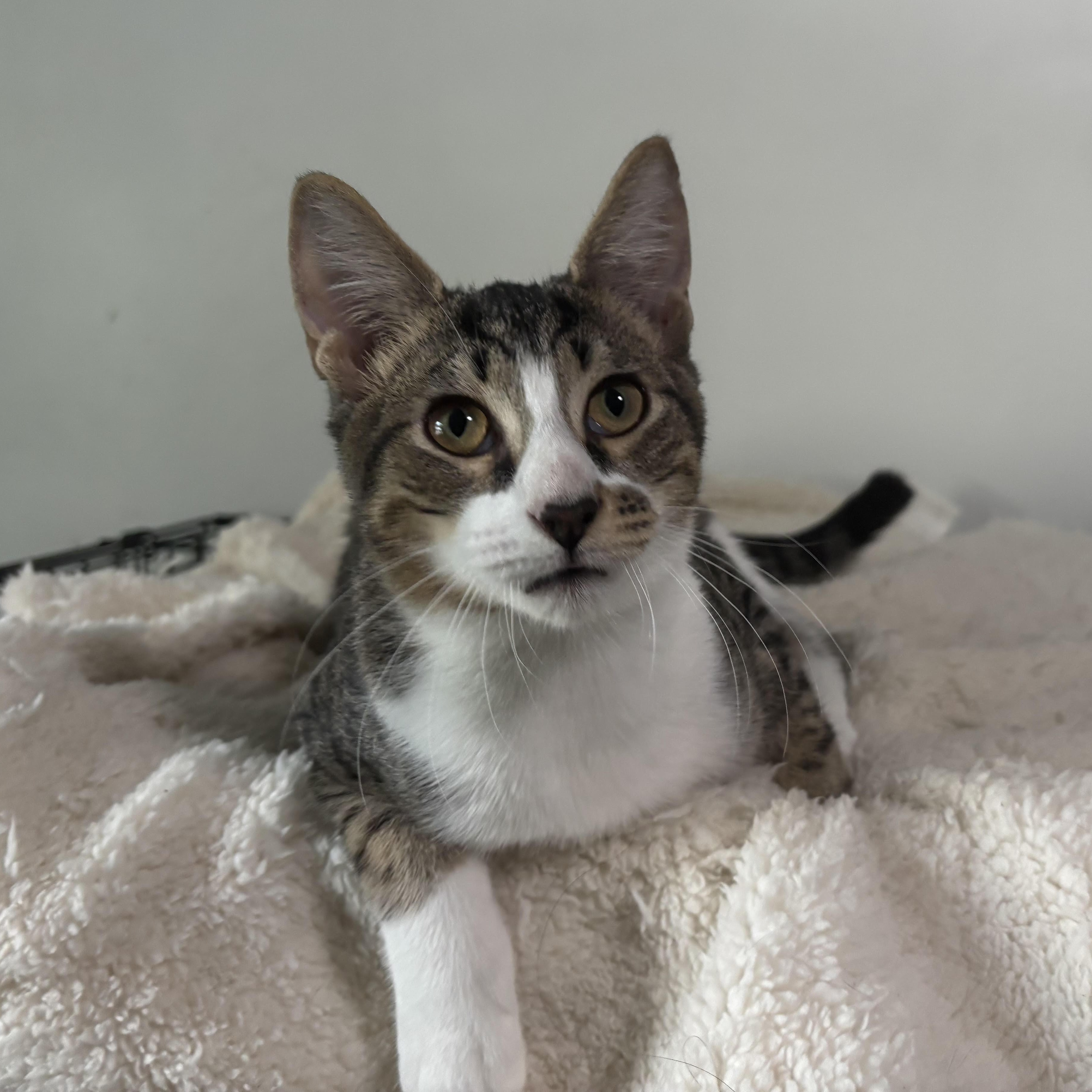 Enlarge Freckles - Purring, Playful, Shoe-Napping Sweetheart, a Adoptable Domestic Short Hair in Sugar Land, TX image 5/6