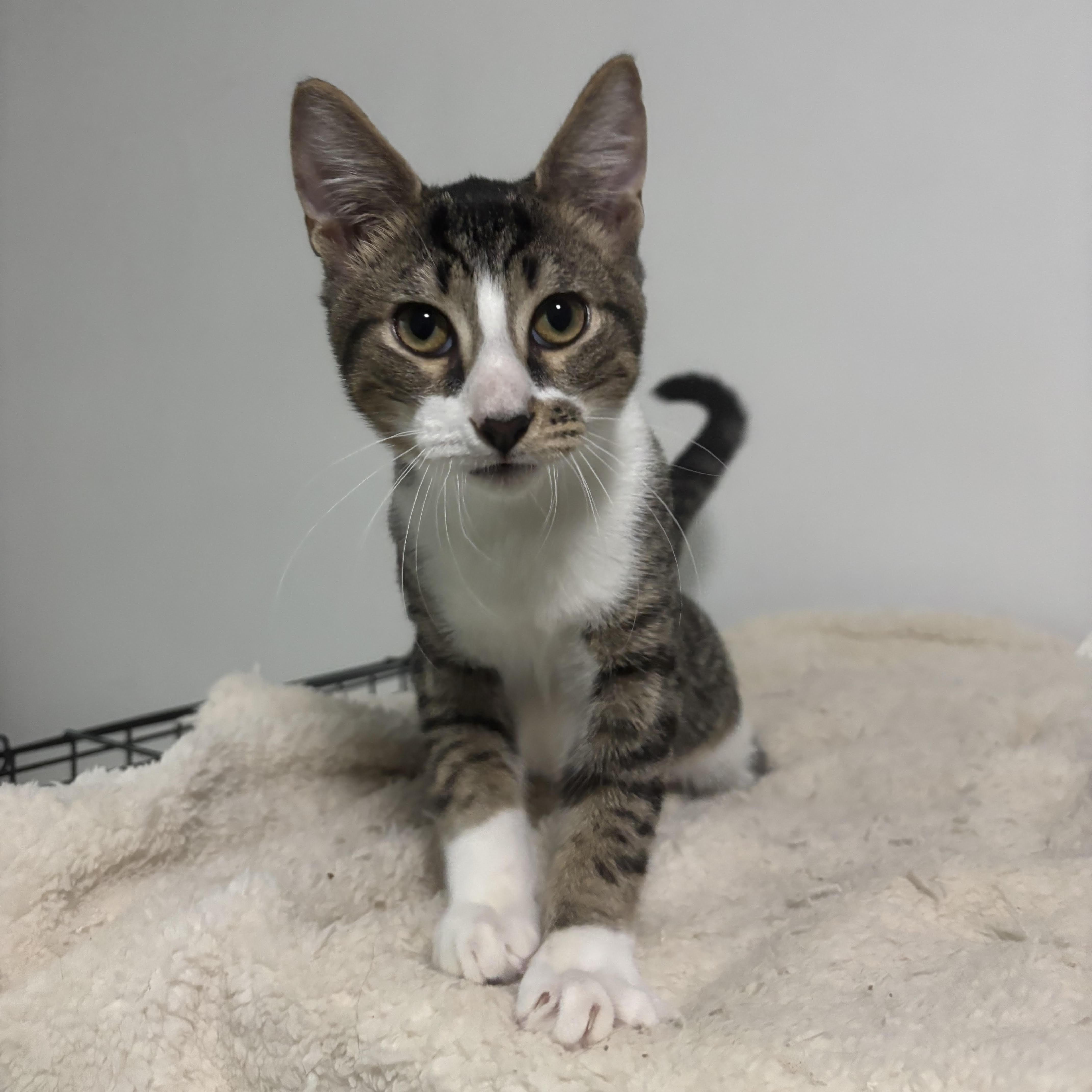 Enlarge Freckles - Purring, Playful, Shoe-Napping Sweetheart, a Adoptable Domestic Short Hair in Sugar Land, TX image 2/6