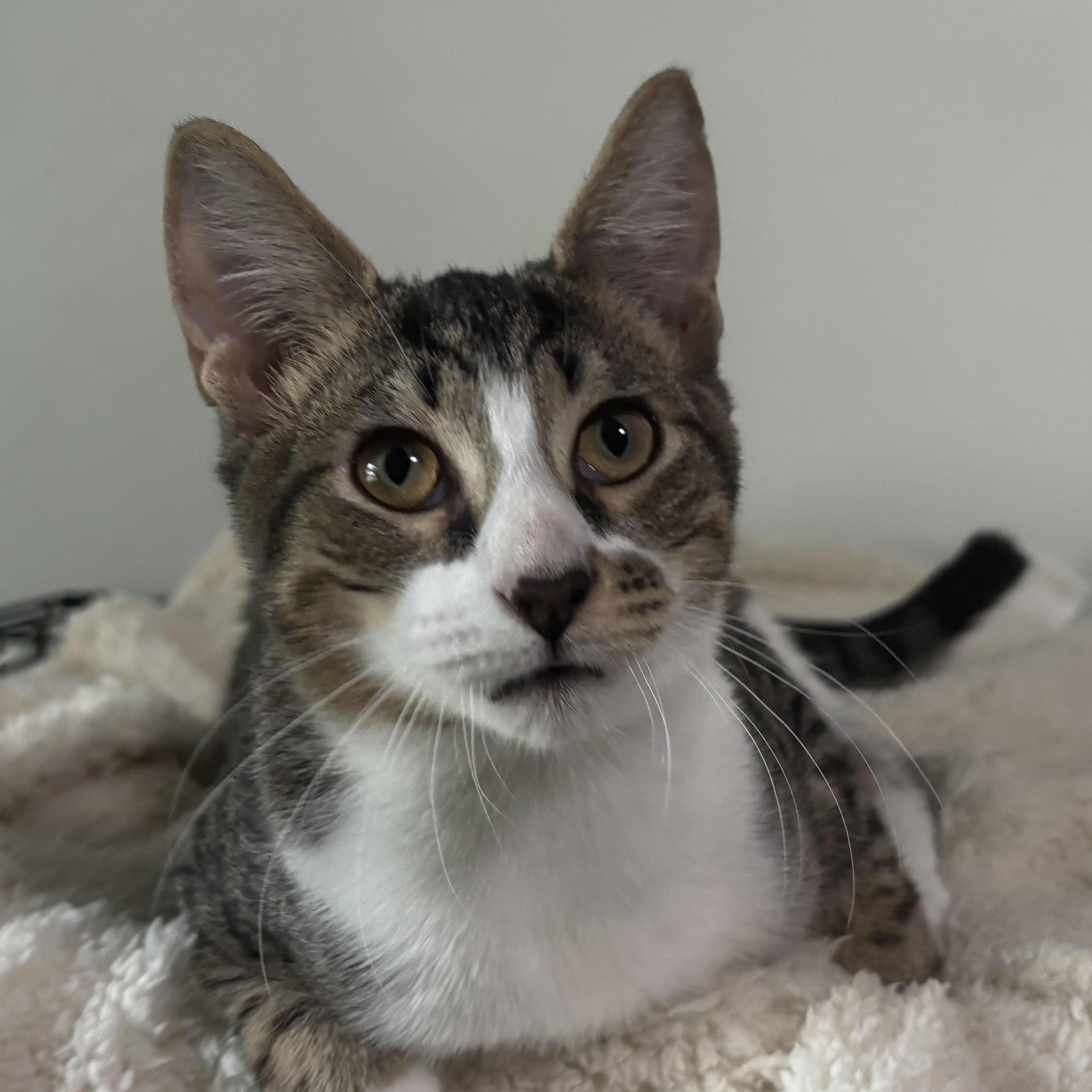 Enlarge Freckles - Purring, Playful, Shoe-Napping Sweetheart, a Adoptable Domestic Short Hair in Sugar Land, TX image 1/6