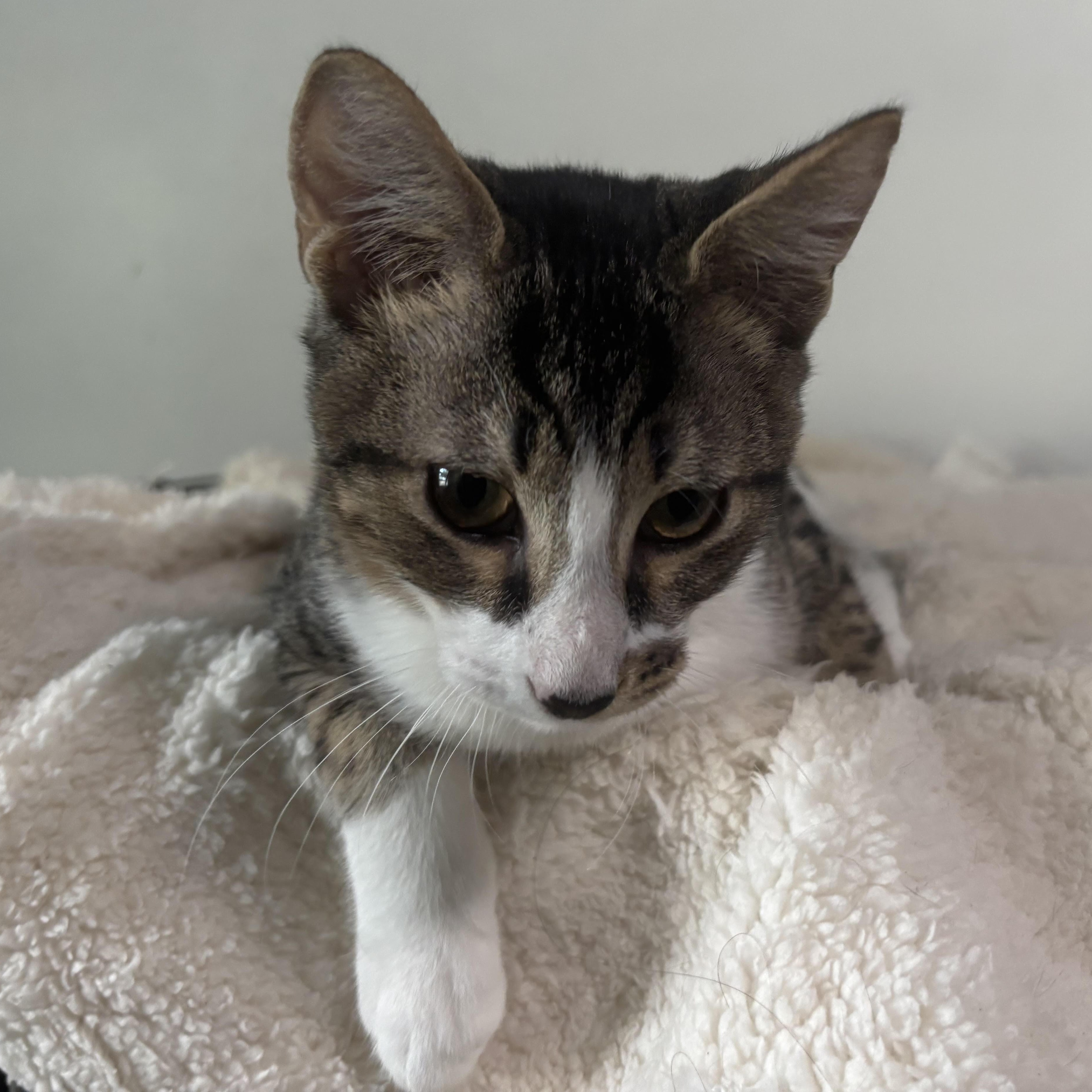 Enlarge Freckles - Purring, Playful, Shoe-Napping Sweetheart, a Adoptable Domestic Short Hair in Sugar Land, TX image 3/6