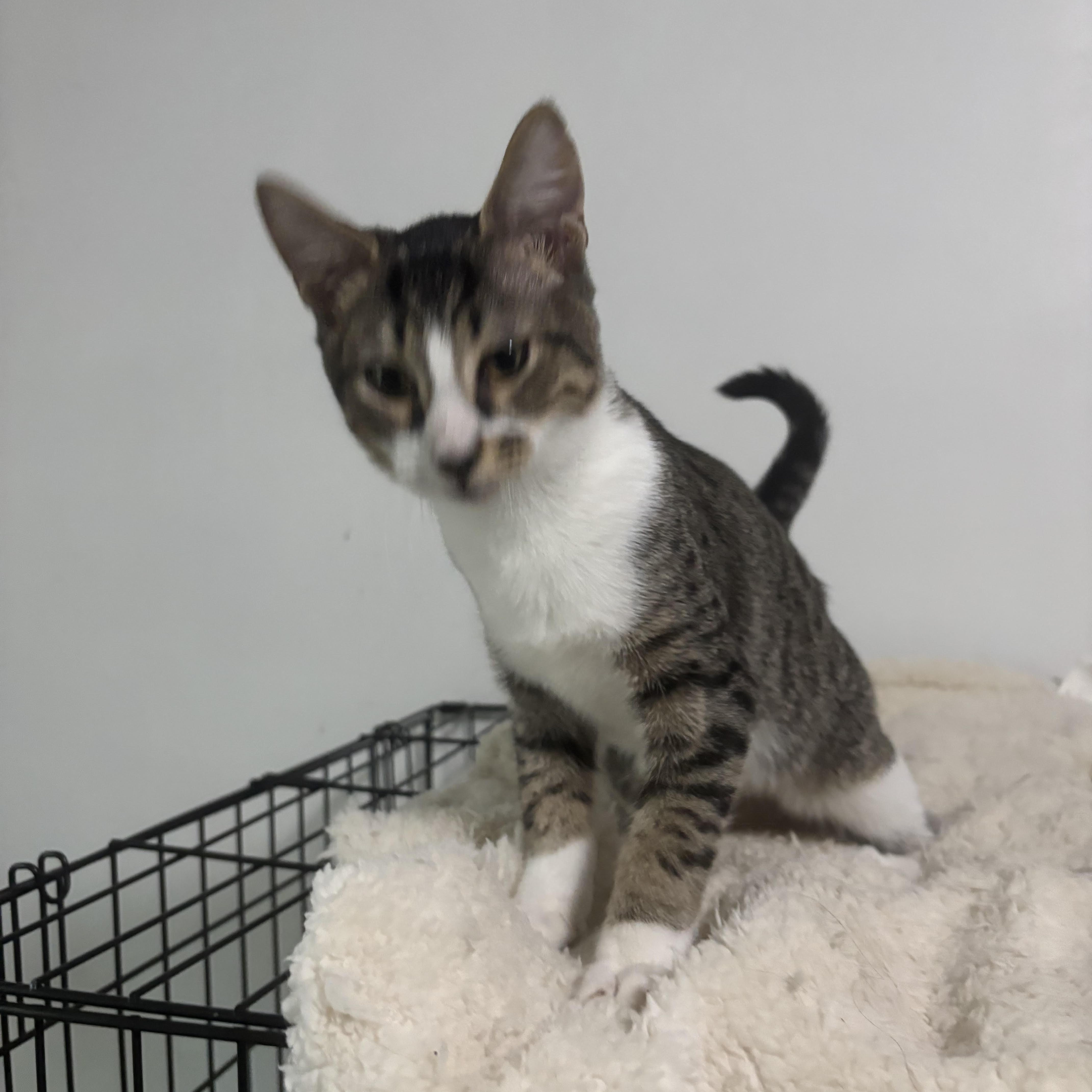 Enlarge Freckles - Purring, Playful, Shoe-Napping Sweetheart, a Adoptable Domestic Short Hair in Sugar Land, TX image 6/6