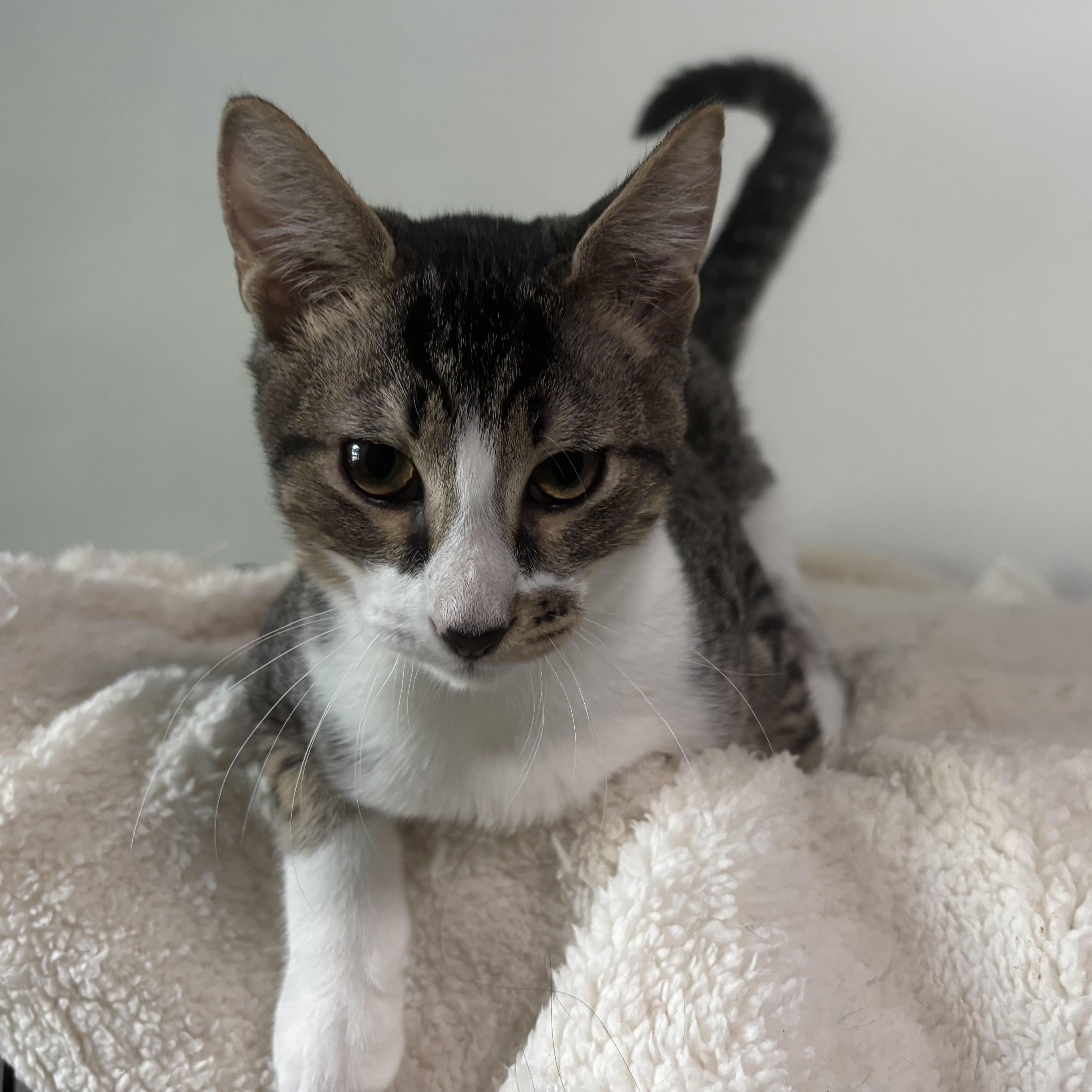 Enlarge Freckles - Purring, Playful, Shoe-Napping Sweetheart, a Adoptable Domestic Short Hair in Sugar Land, TX image 4/6