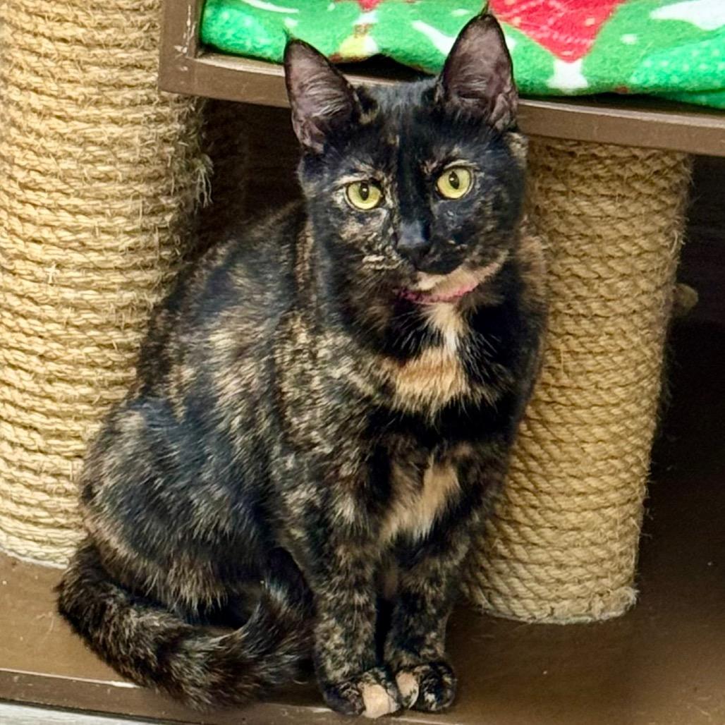 Eunice, Adoptable, Young Female Domestic Short Hair.