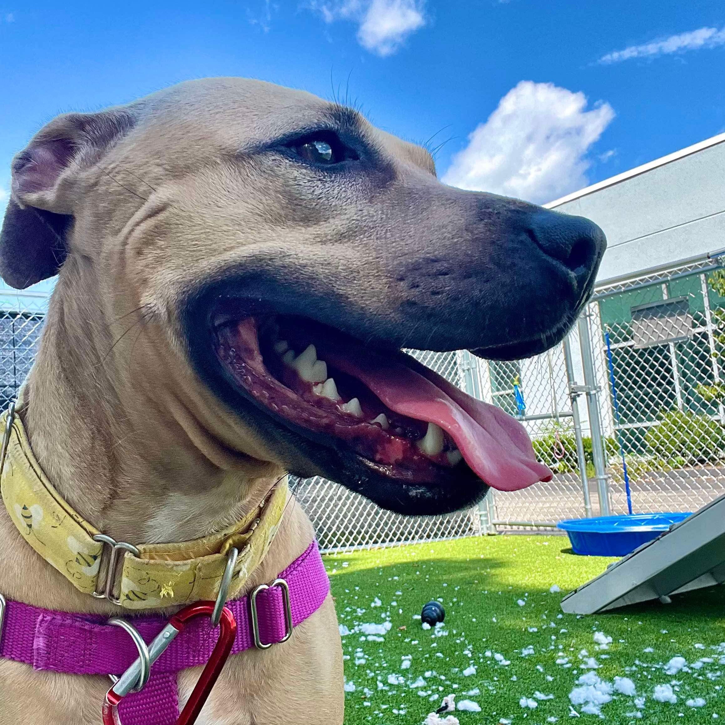 Montana - Take My Lead Dog, an adoptable Pit Bull Terrier in Cranston, RI, 02905 | Photo Image 4