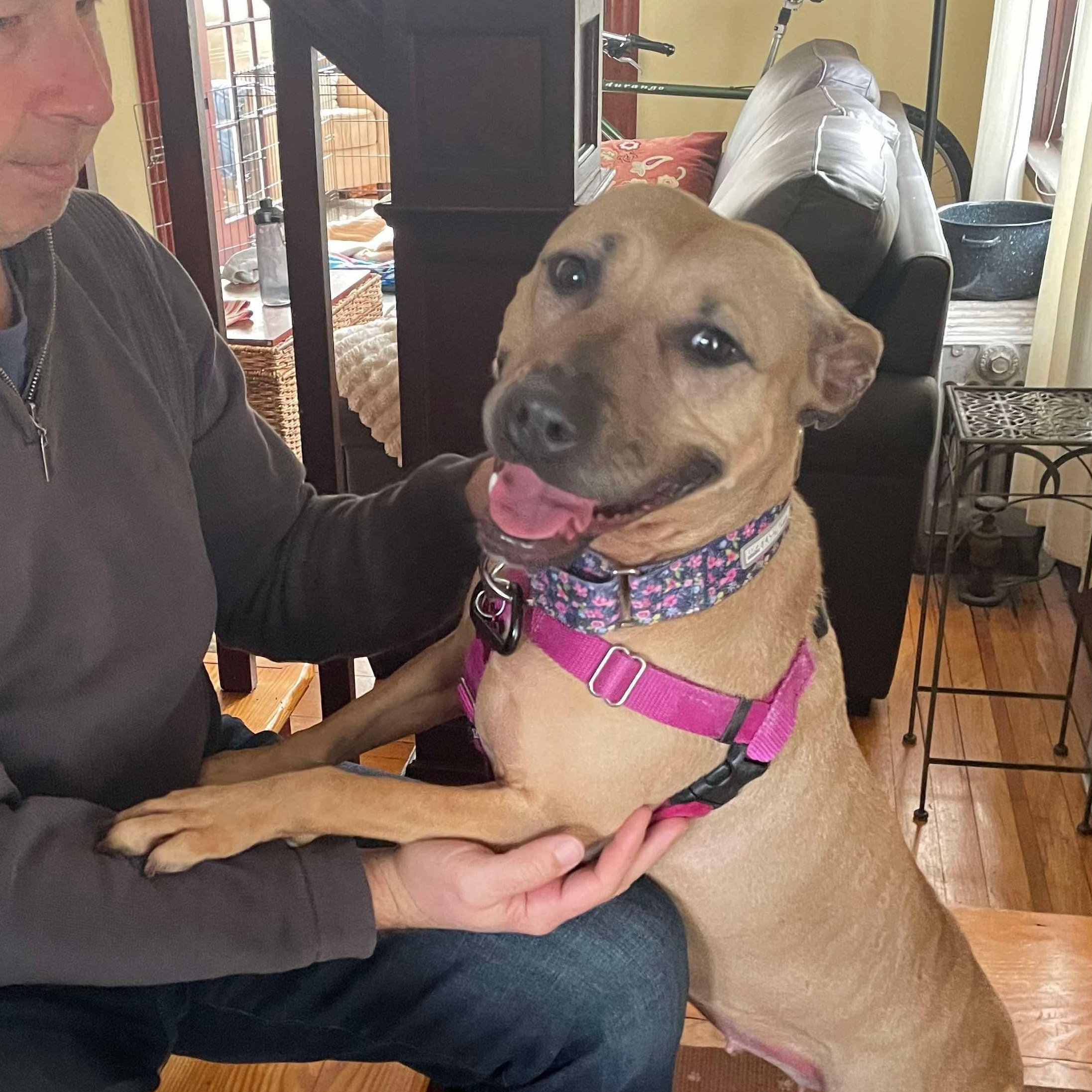 Montana - Take My Lead Dog, an adoptable Pit Bull Terrier in Cranston, RI, 02905 | Photo Image 2